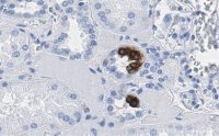 Anti-COX2 Antibody, clone 2B19 ZooMAb� Rabbit Monoclonal 