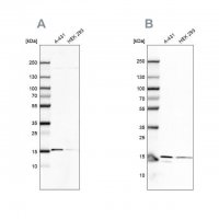 Anti-COX20 antibody produced in rabbit 
