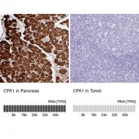 Anti-CPA1 antibody produced in rabbit 
