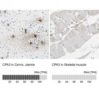 Anti-CPA3 antibody produced in rabbit 