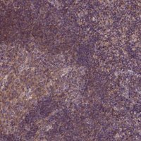 Anti-CPNE1 antibody produced in rabbit HPA072634-100UL