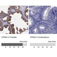 Anti-CPNE4 