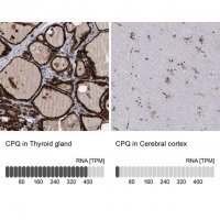 Anti-CPQ antibody produced in rabbit 