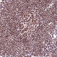 Anti-CPSF6 antibody produced in rabbit 