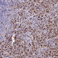 Anti-CPVL antibody produced in rabbit 