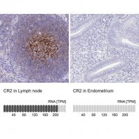 Anti-CR2 antibody produced in rabbit 