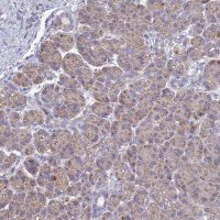 Anti-CRACR2B antibody produced in rabbit
