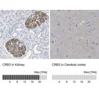 Anti-CRB3 antibody produced in rabbit 