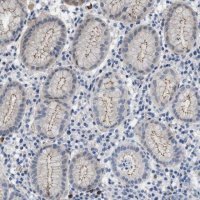 Anti-CRB3 antibody produced in rabbit 