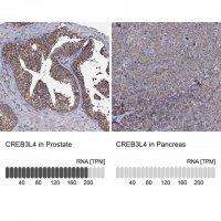 Anti-CREB3L4 antibody produced in rabbit 