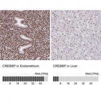 Anti-CREBBP antibody produced in rabbit 