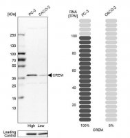 Anti-CREM antibody produced in rabbit