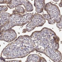 Anti-CRIM1 antibody produced in rabbit 