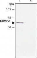 Anti-CRMP2 antibody produced in rabbit C2993-200UL