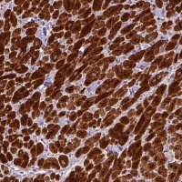 Anti-CRYAB antibody produced in rabbit 