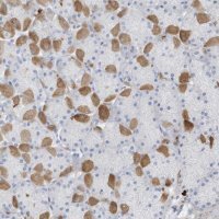 Anti-CRYGS antibody produced in rabbit HPA035103-100UL