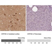 Anti-CRYM antibody produced in rabbit 