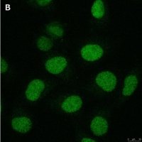 Anti-Cryptochrome-1 Antibody, clone 2C22 ZooMAb� Rabbit Monoclonal 