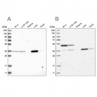 Anti-CRYZ antibody produced in rabbit 