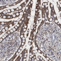 Anti-CRYZ antibody produced in rabbit 