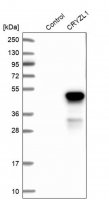 Anti-CRYZL1 antibody produced in rabbit HPA029399-100UL