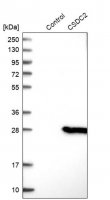 Anti-CSDC2 antibody produced in rabbit HPA003073-100UL