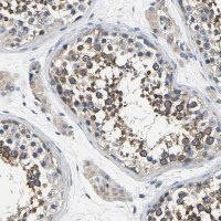 Anti-CSDE1 antibody produced in rabbit 