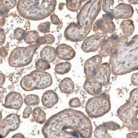Anti-CSF1R antibody produced in rabbit 