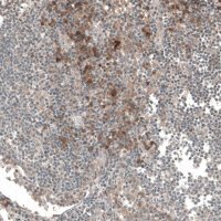 Anti-CSF1R antibody produced in rabbit 