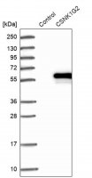 Anti-CSNK1G2 antibody produced in rabbit HPA034868-100UL