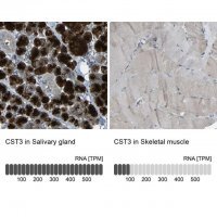 Anti-CST3 antibody produced in rabbit 