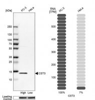 Anti-CST3 antibody produced in rabbit 