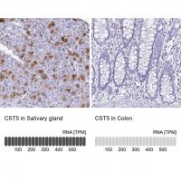 Anti-CST5 antibody produced in rabbit 