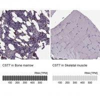 Anti-CST7 antibody produced in rabbit 