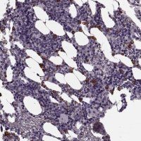 Anti-CST7 antibody produced in rabbit 