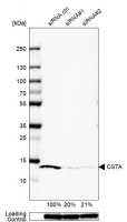 Anti-CSTA antibody produced in rabbit 