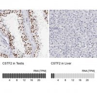 Anti-CSTF2 antibody produced in rabbit 