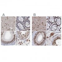 Anti-CSTF3 antibody produced in rabbit 