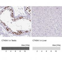 Anti-CT45A1 antibody produced in rabbit 
