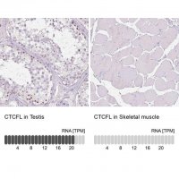 Anti-CTCFL antibody produced in rabbit