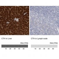 Anti-CTH antibody produced in rabbit 