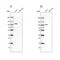 Anti-CTNND1 antibody produced in rabbit 