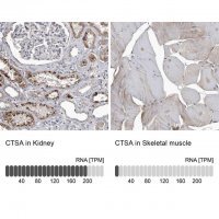 Anti-CTSA antibody produced in rabbit HPA031068-100UL