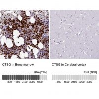 Anti-CTSG antibody produced in rabbit 