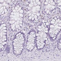 Anti-CTSG antibody produced in rabbit 