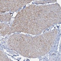 Anti-CUEDC2 antibody produced in rabbit