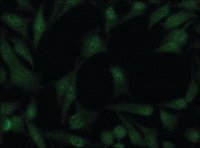 Anti-Cullin-4A antibody produced in rabbit 