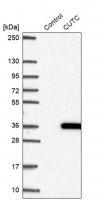 Anti-CUTC antibody produced in rabbit 