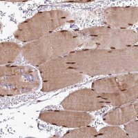 Anti-CUTC antibody produced in rabbit