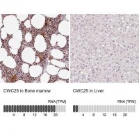 Anti-CWC25 antibody produced in rabbit 